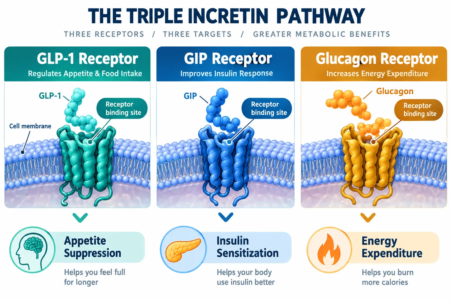 Understanding the Triple Incretin Mechanism Behind 2026 Protocol Design