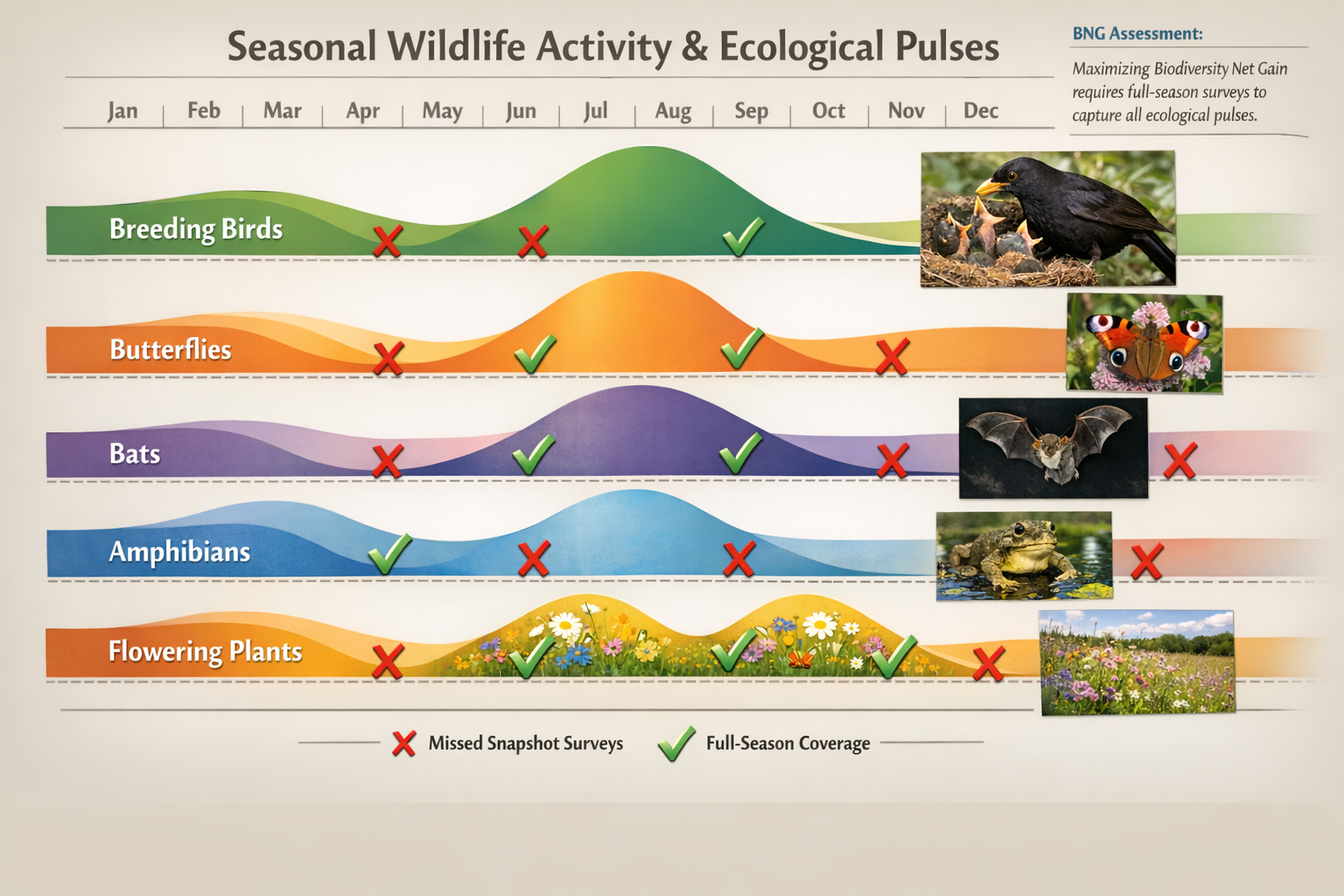 () detailed seasonal wildlife activity chart showing ecological pulses throughout the year. Horizontal timeline from January