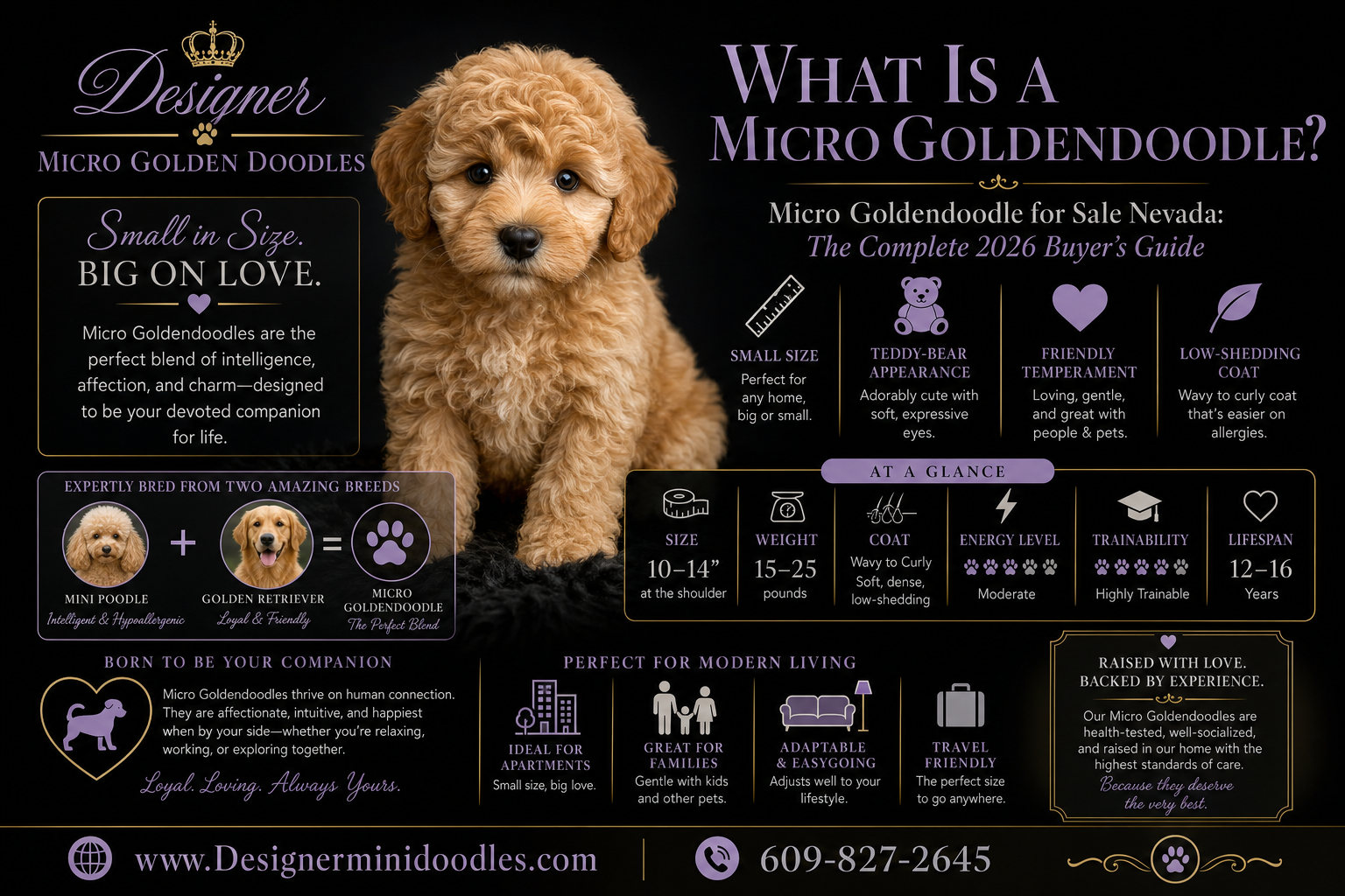 Are Micro Goldendoodles Good for Apartments?