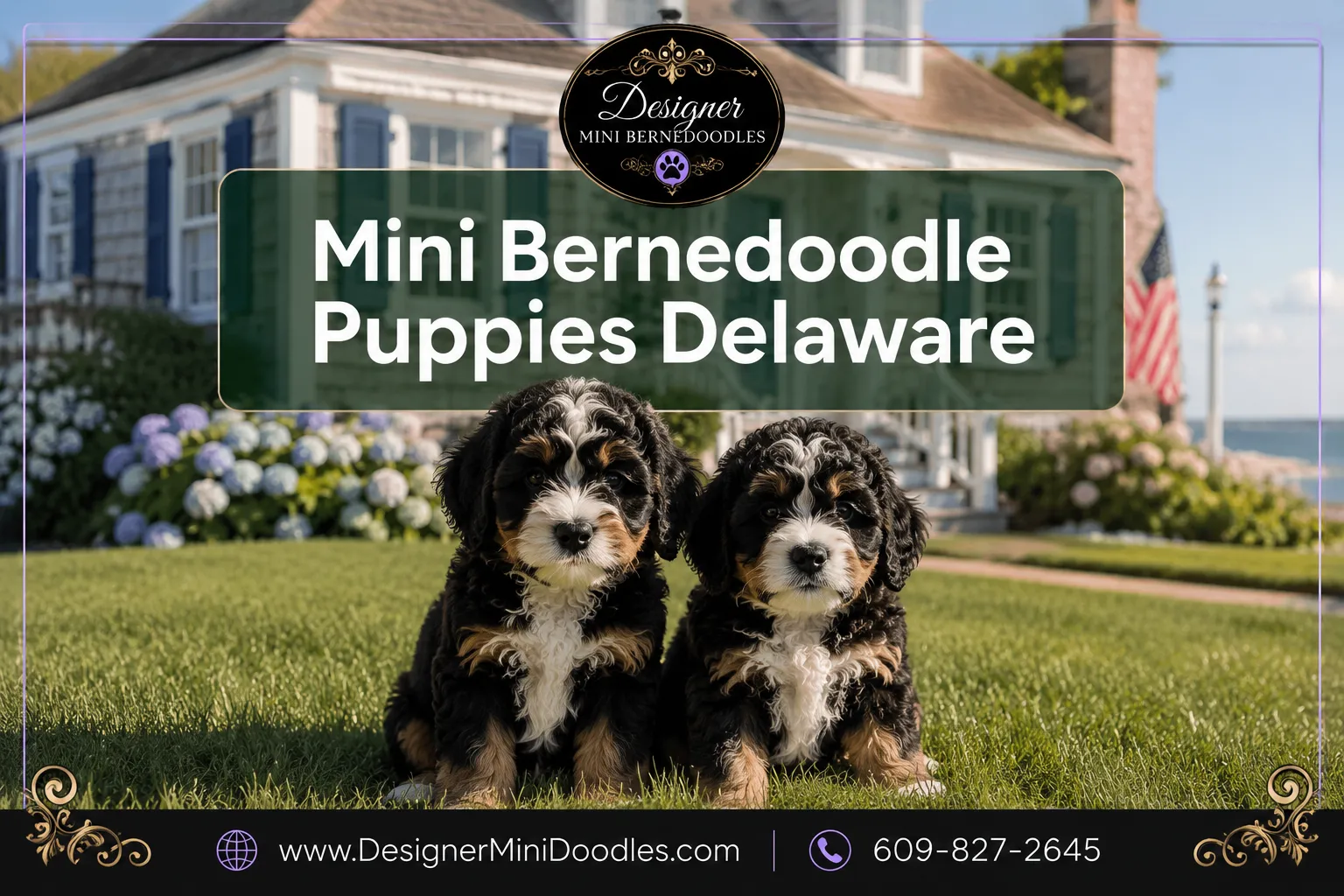 mini bernedoodle puppies Delaware