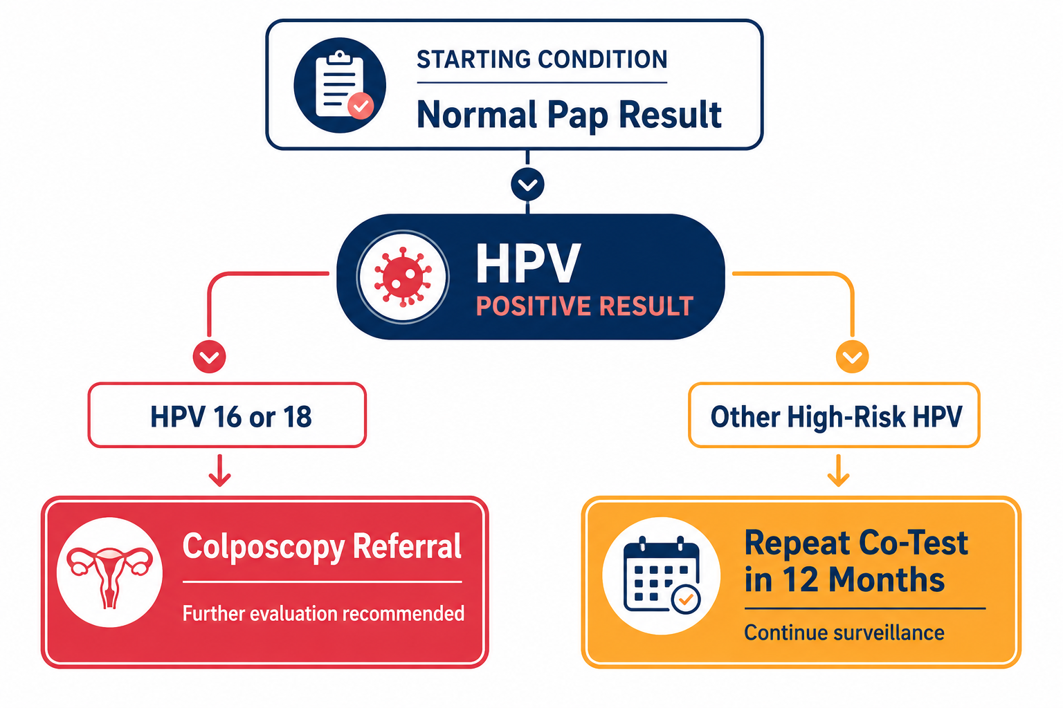 Detailed () clinical protocol flowchart infographic showing two diverging pathways from a central 'HPV Positive Result'