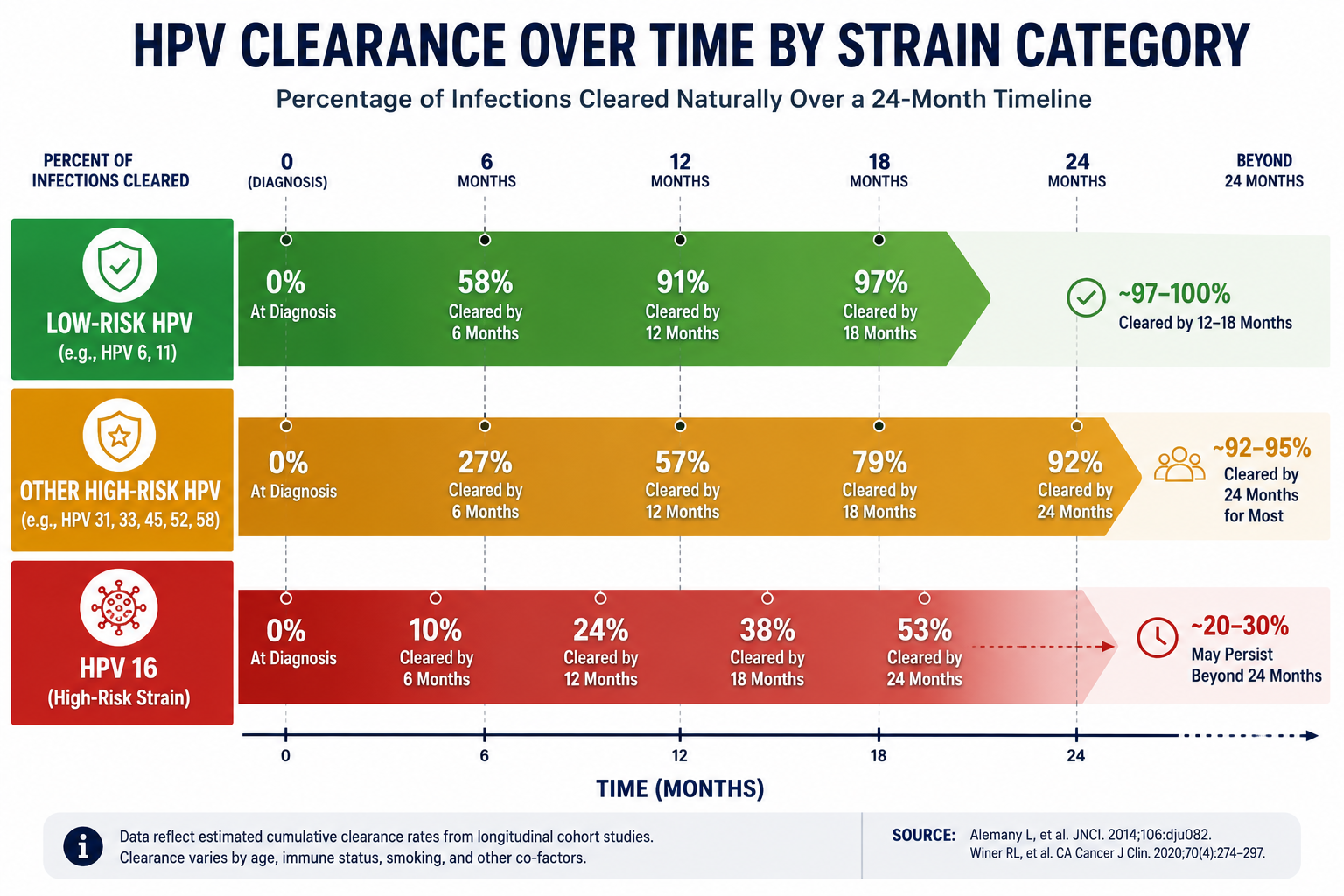Detailed () side-by-side timeline visualization showing HPV clearance rates over 24 months for three strain categories: