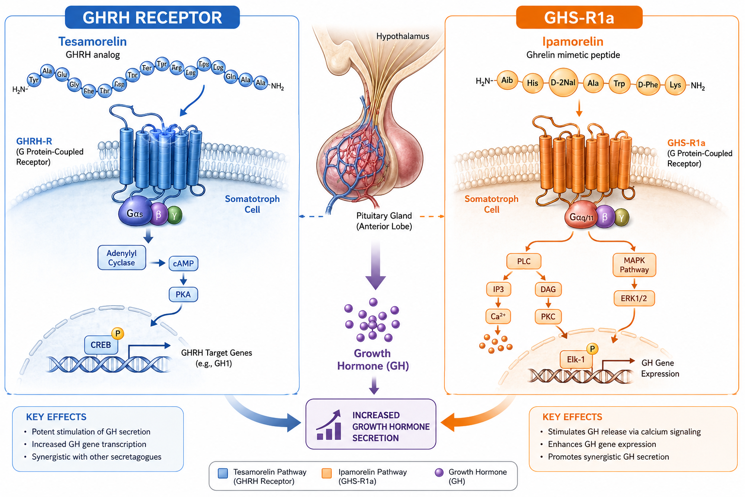 Receptor-Level Differences: Where the Pathways Diverge