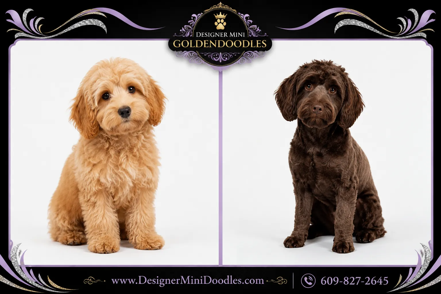 mini goldendoodles Houston