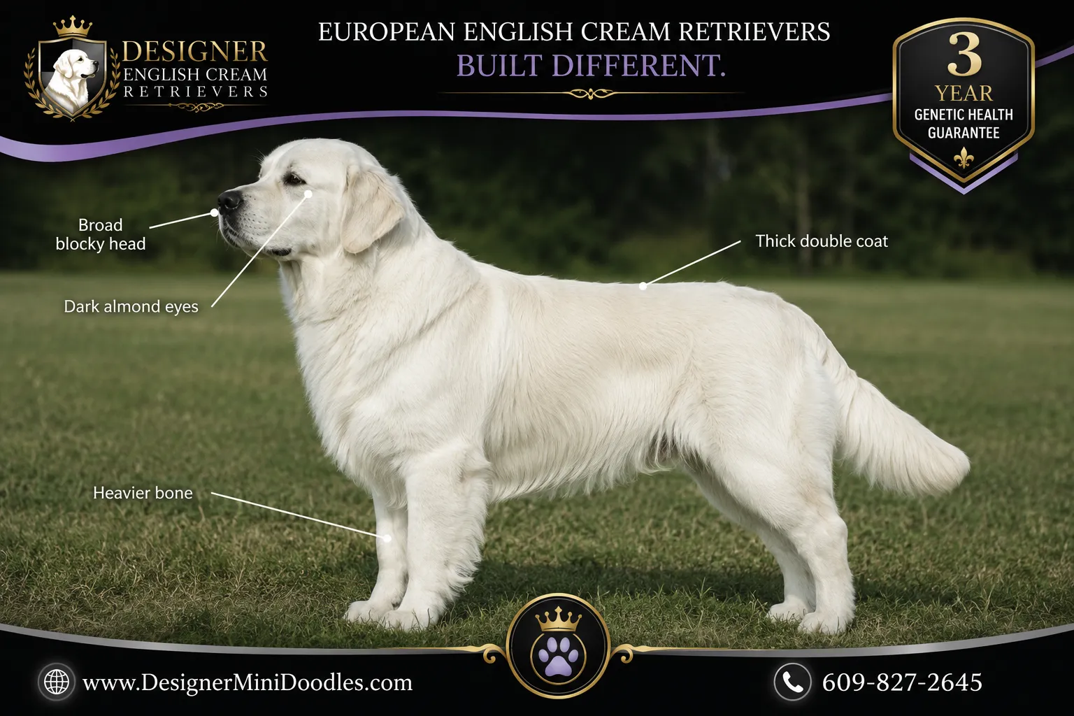 english cream golden retriever for sale