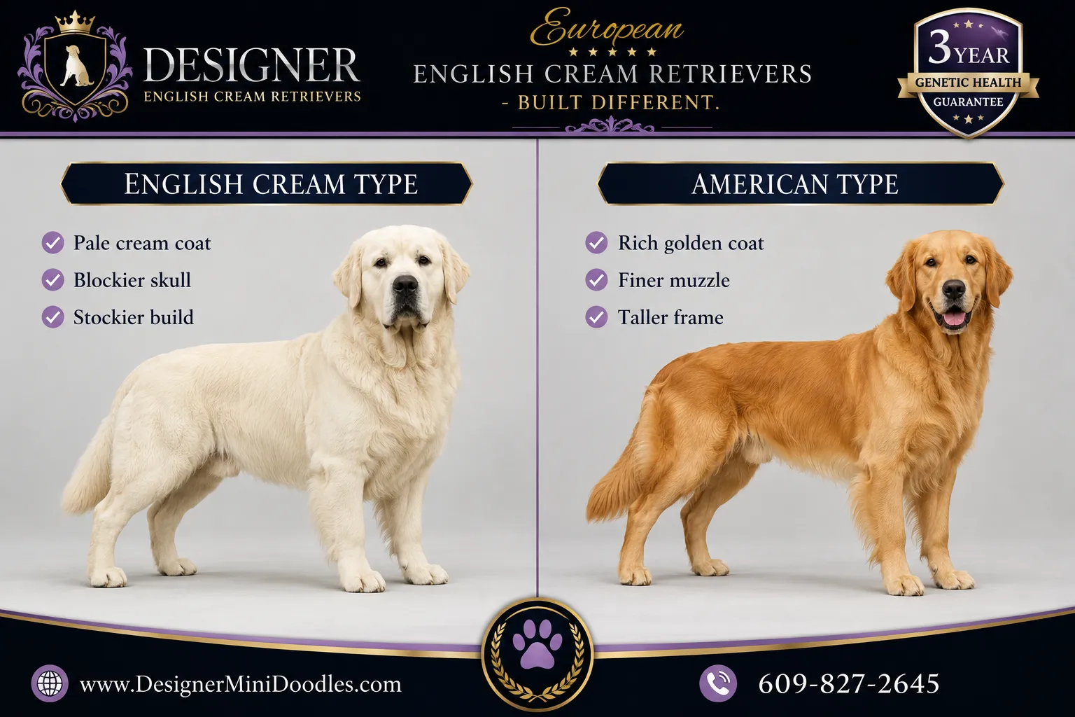 english cream golden retriever for sale
