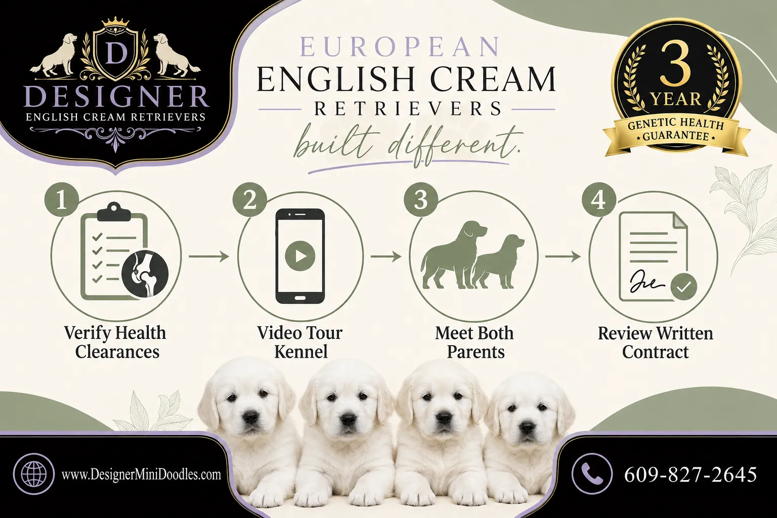 english cream golden retrievers for sale