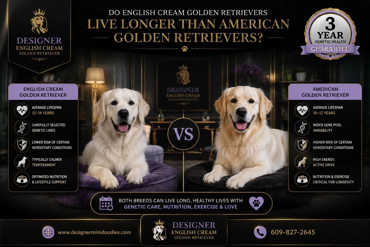 english cream golden retriever lifespan