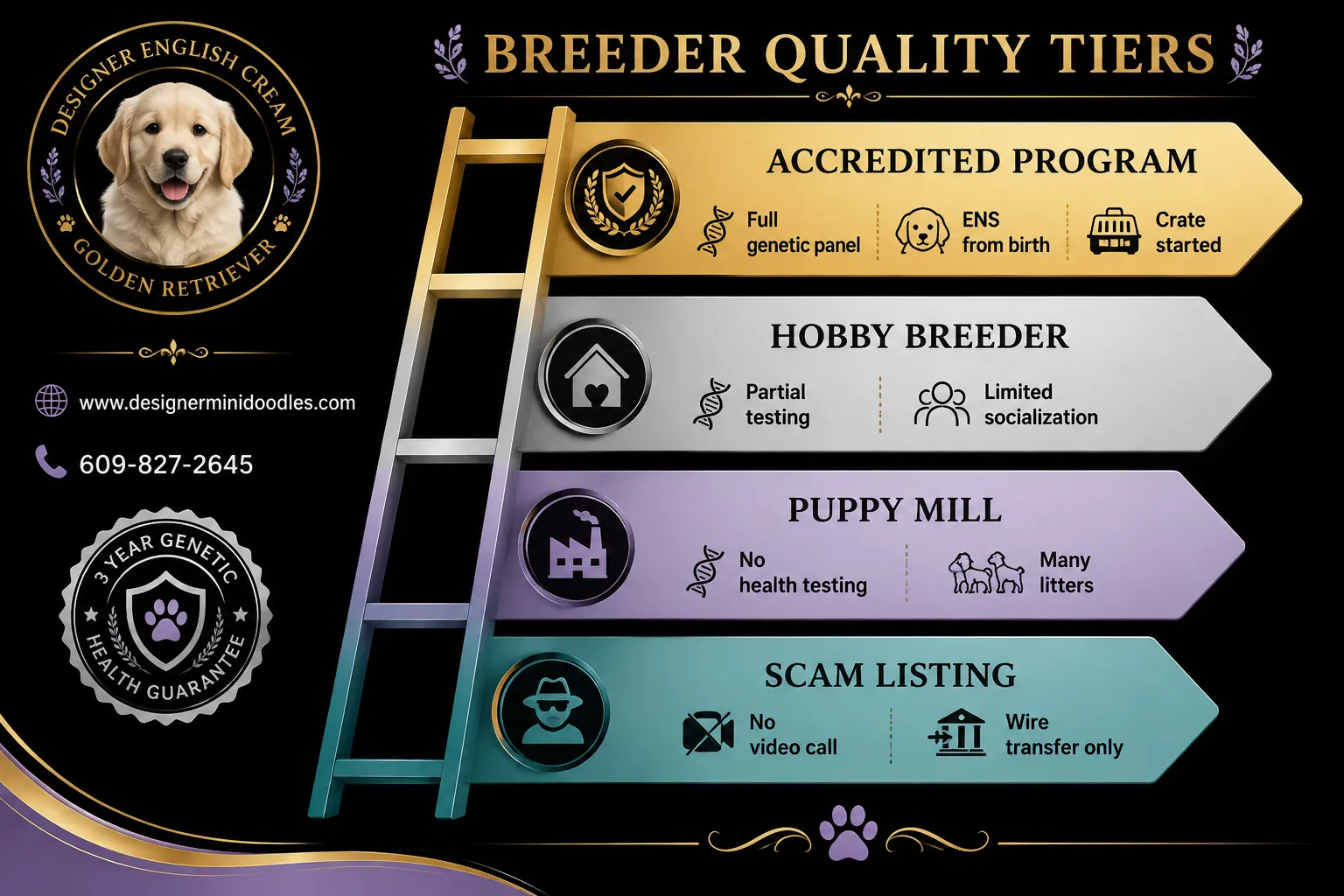 english cream retriever breeders Tampa