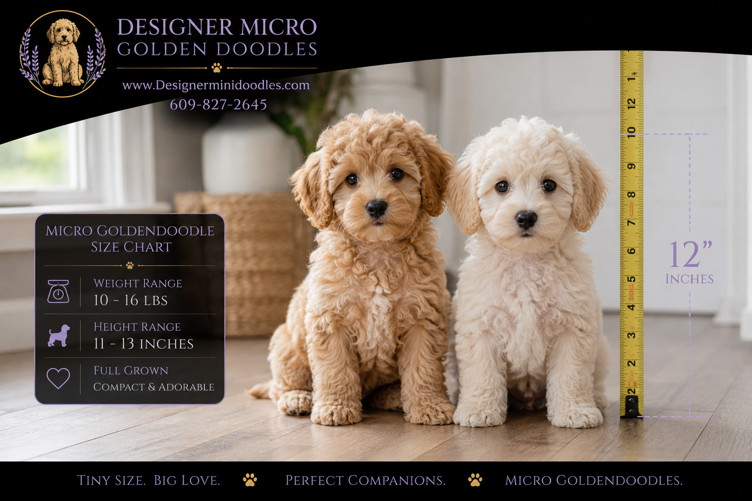 micro goldendoodle for sale Birmingham
