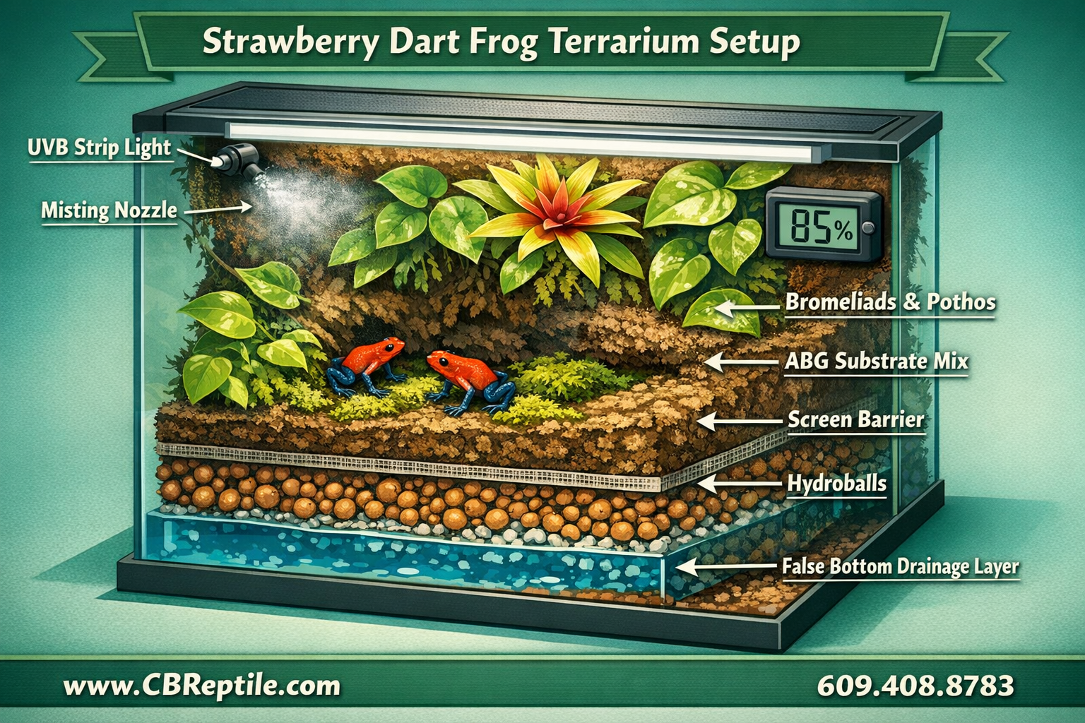 Detailed () showing a professional terrarium habitat setup cross-section diagram for strawberry dart frogs: false bottom