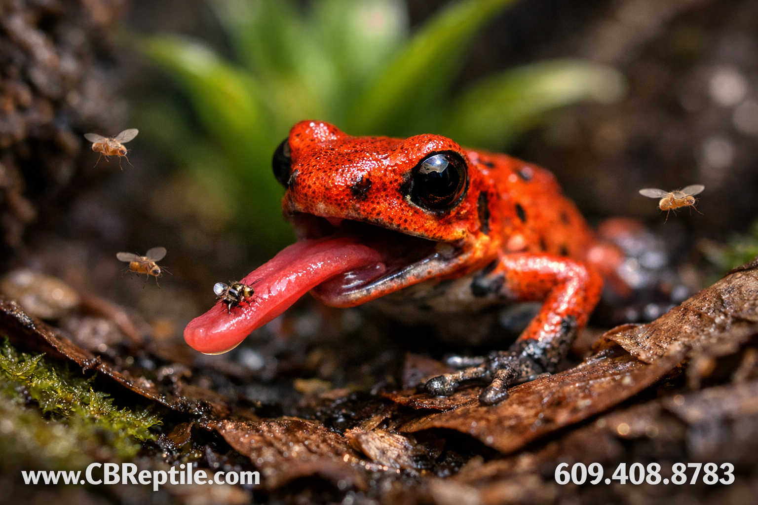 Detailed () close-up macro photography of a strawberry dart frog feeding on fruit flies (Drosophila melanogaster) inside a
