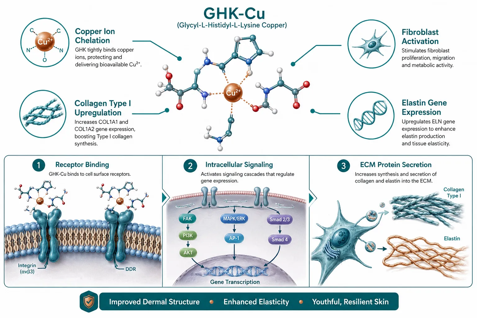 Molecular Mechanism: How GHK-Cu Drives Collagen and ECM Production