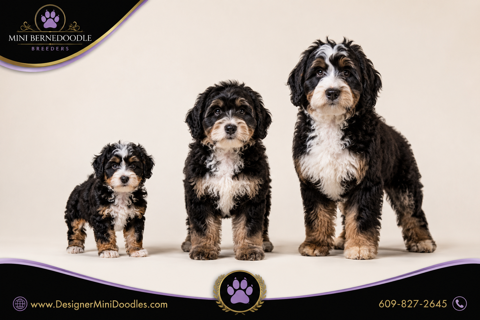 Mini Bernedoodle Puppies Price in Arizona