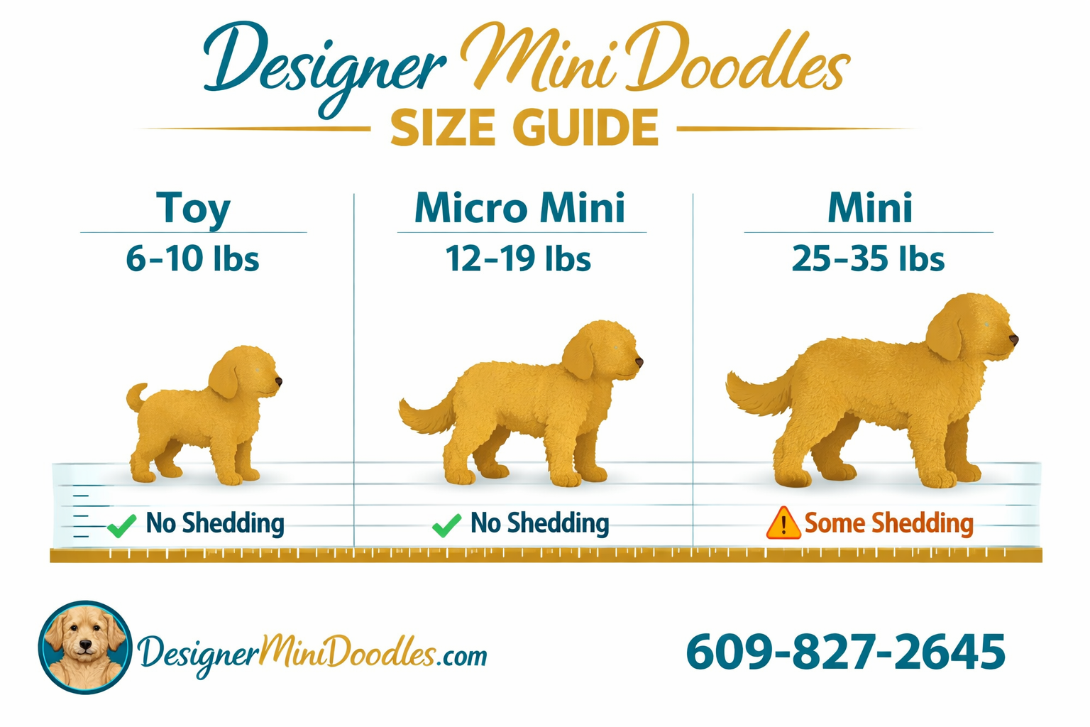 () infographic-style image showing a size comparison chart for mini goldendoodles with three categories: Toy (6-10 lbs)