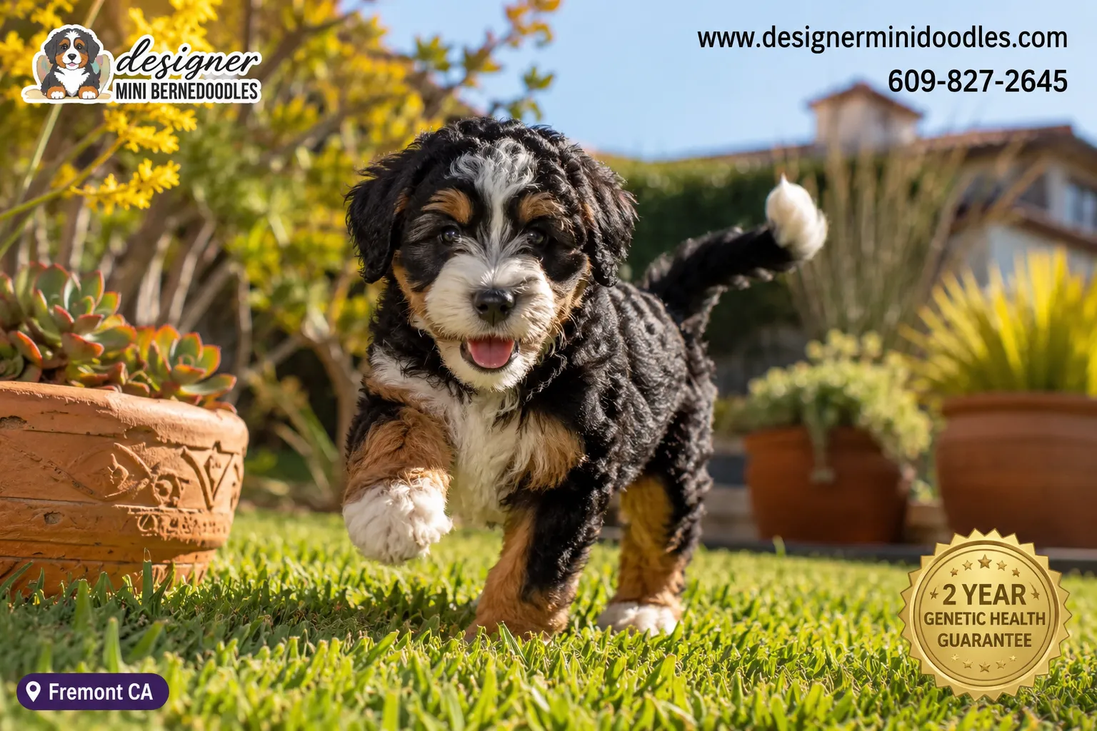 Mini Bernedoodle Puppies for Sale Fremont CA