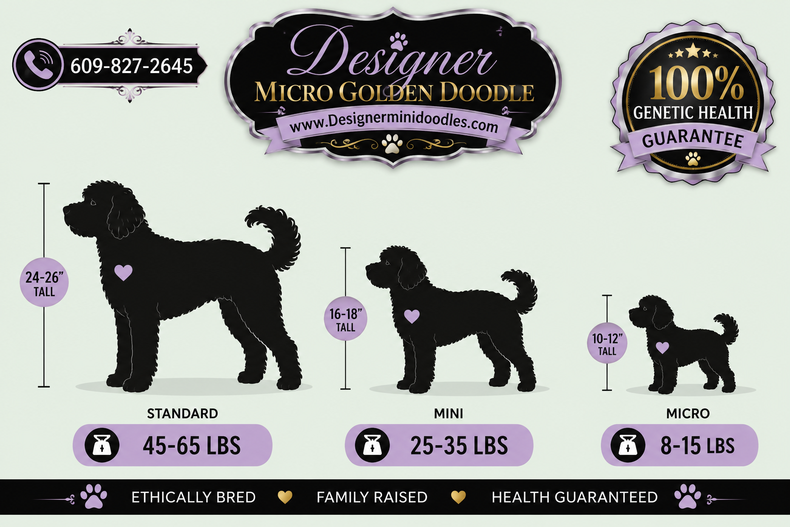 micro golden doodle Houston