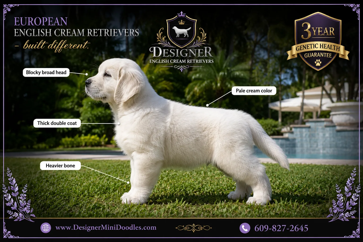 What Is an English Cream Golden Retriever?