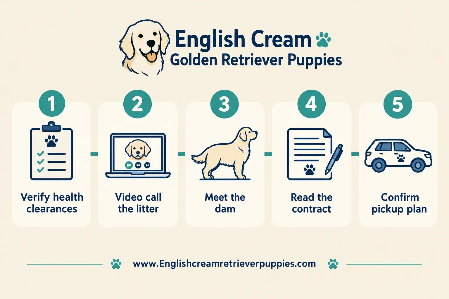 How to Find a Reputable English Cream Golden Retriever Breeder Near Me