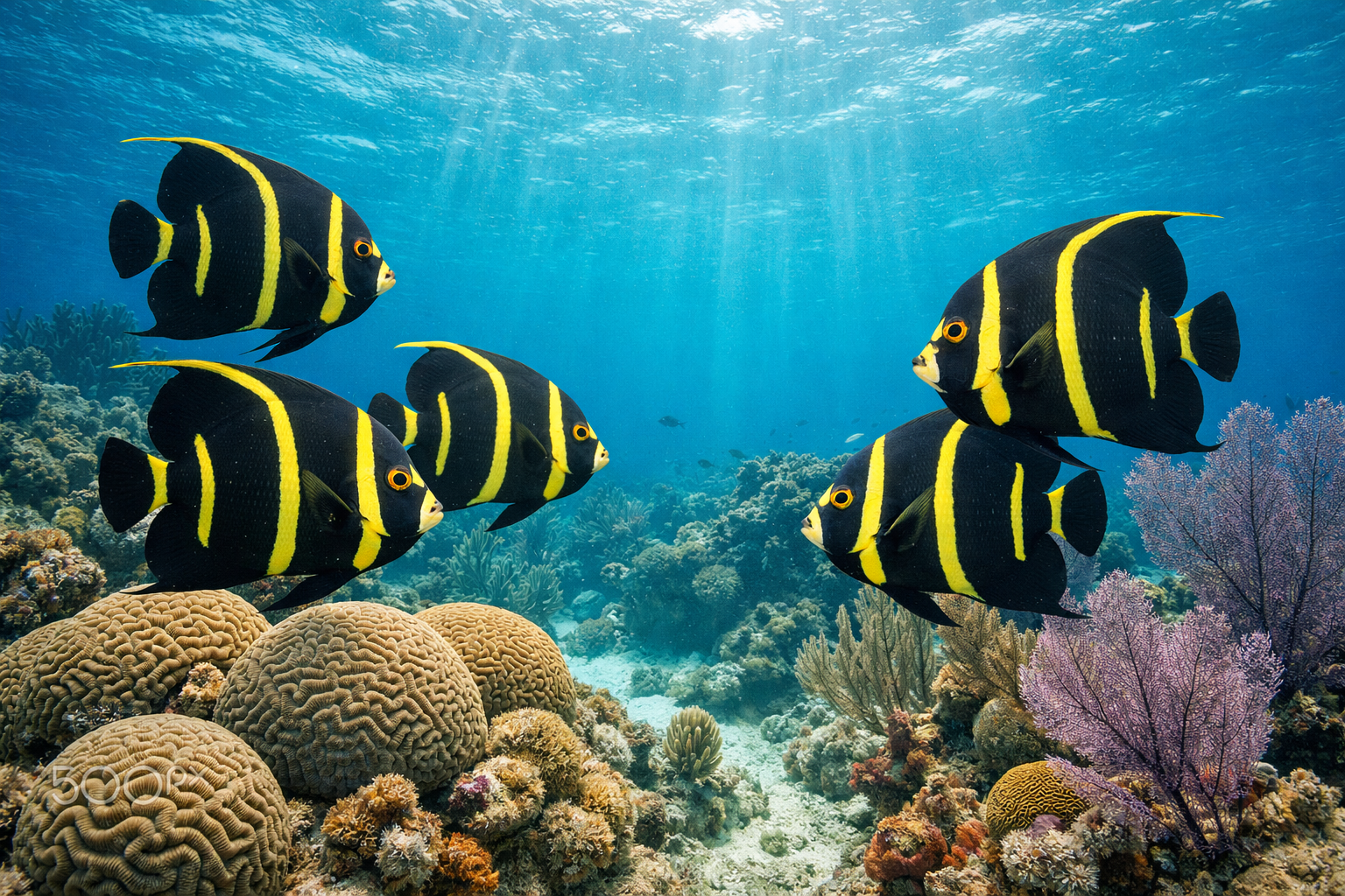 Detailed landscape format (1536x1024) underwater photography showing French angelfish in their natural Caribbean reef habitat, featuring mul