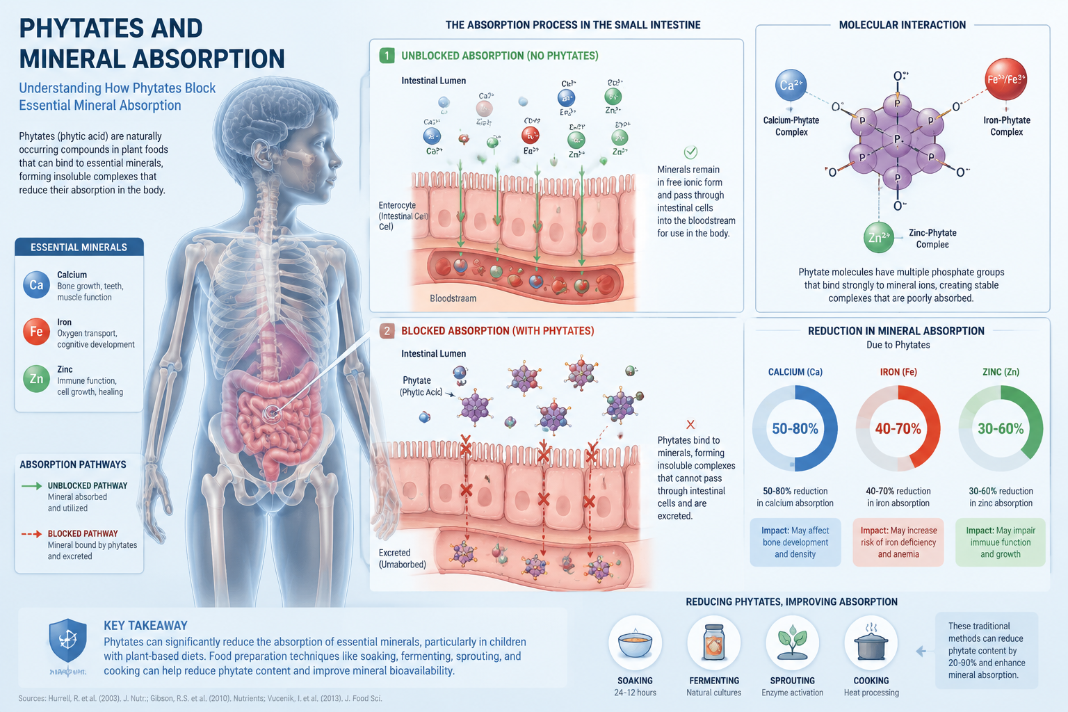 Phytates and Mineral Absorption section graphic: Detailed anatomical illustration of child's skeletal system with mineral
