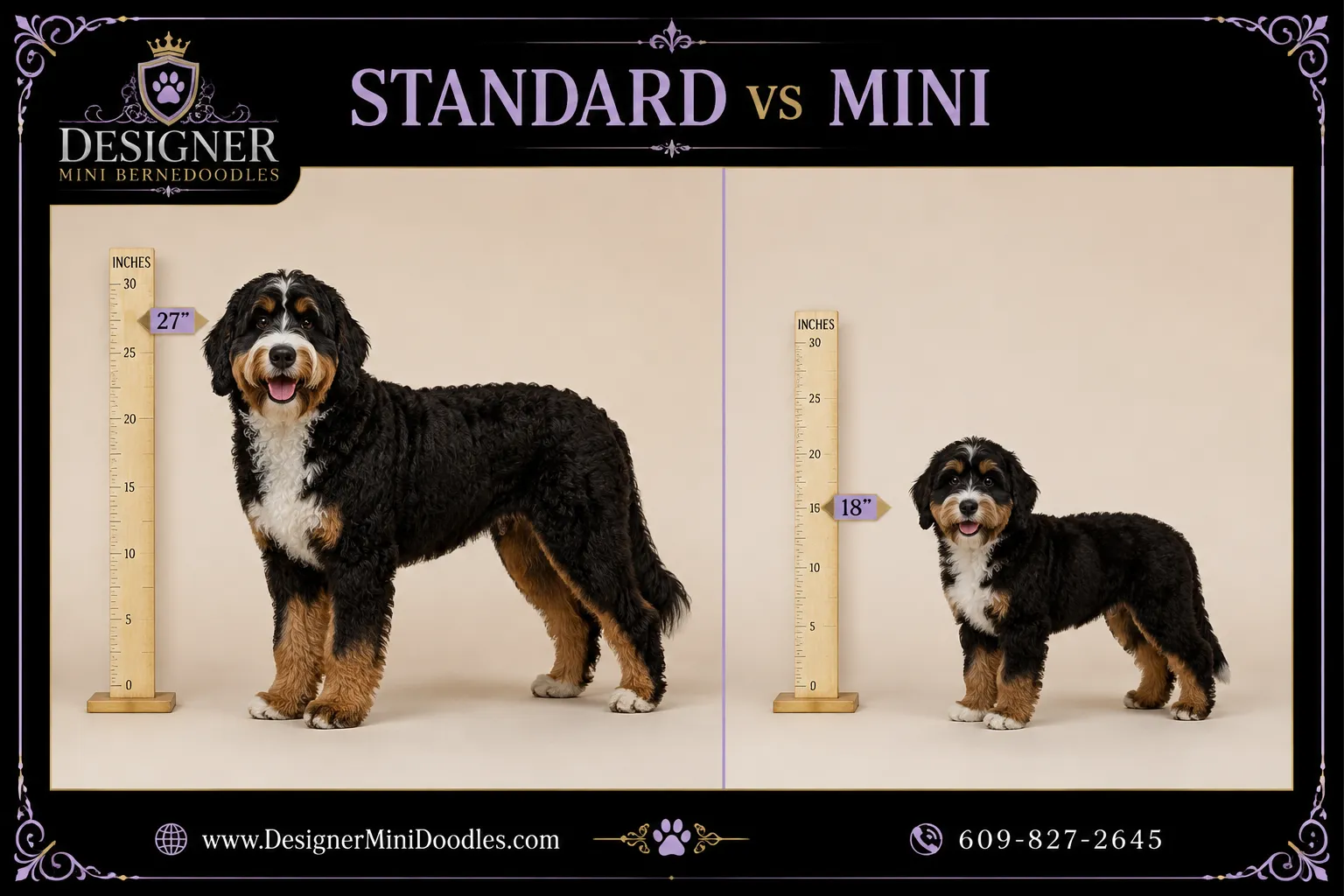 mini bernedoodles Miami