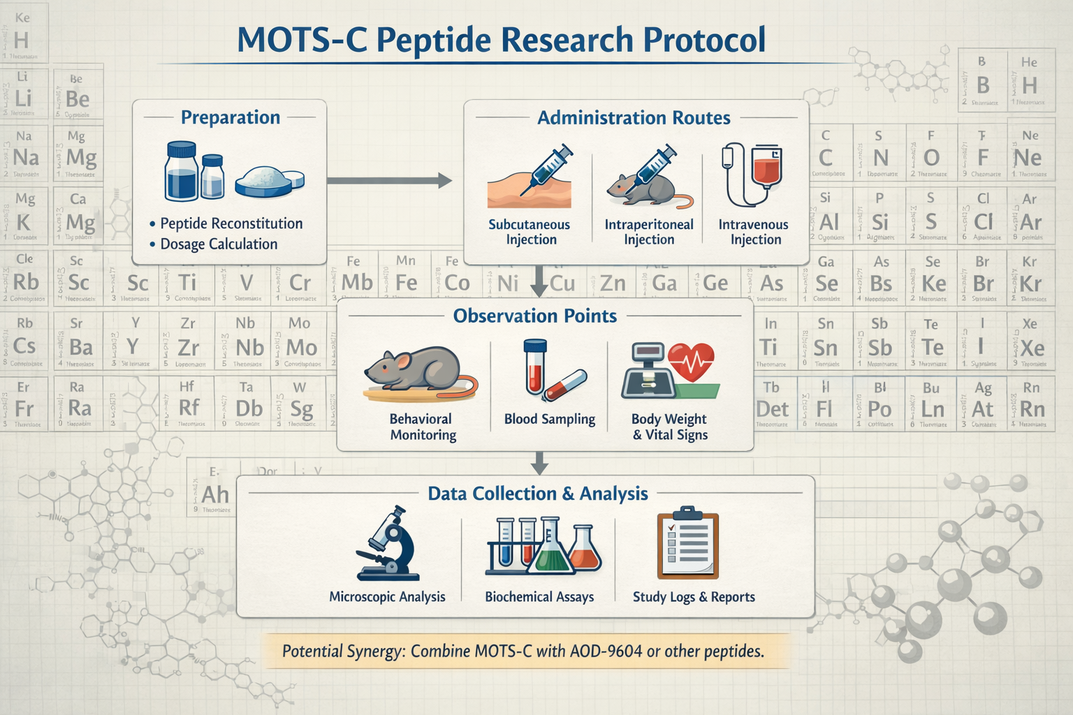 A visually engaging research protocol flowchart detailing steps for administering and monitoring MOTS-C peptide in a laboratory setting, foc