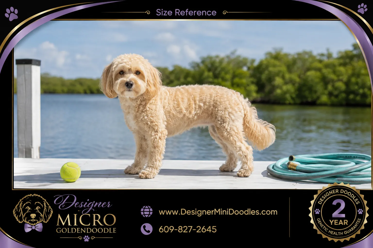 micro goldendoodle Fort Meyers