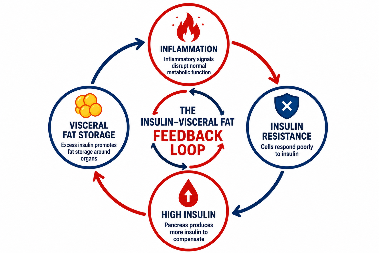 Clean scientific infographic showing the insulin-visceral fat feedback loop as a circular diagram with 4 nodes: