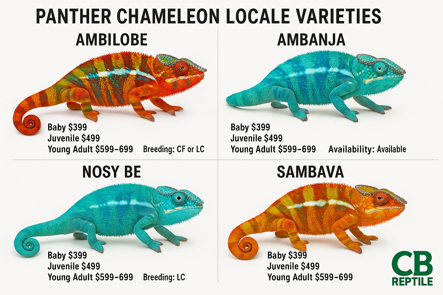 Comprehensive visual guide showing panther chameleon locale varieties in grid format - Ambilobe, Ambanja, Nosy Be, Sambava specimens with di
