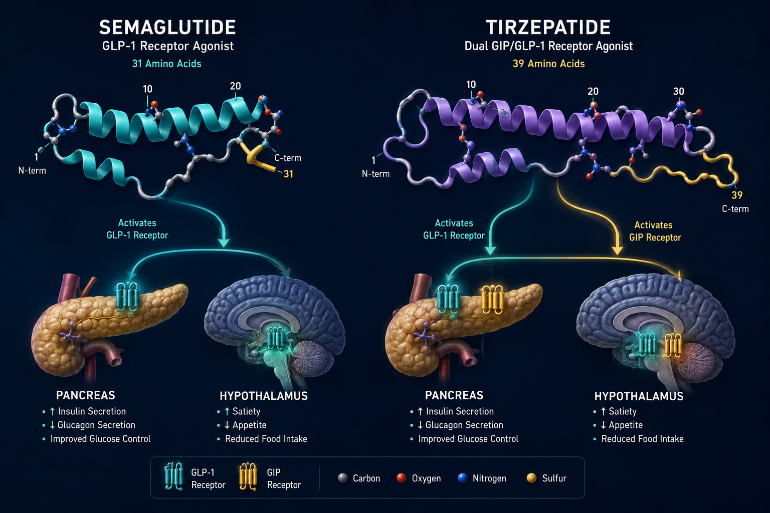 Detailed () scientific illustration showing two molecular peptide structures side by side — a 31-amino-acid GLP-1 receptor