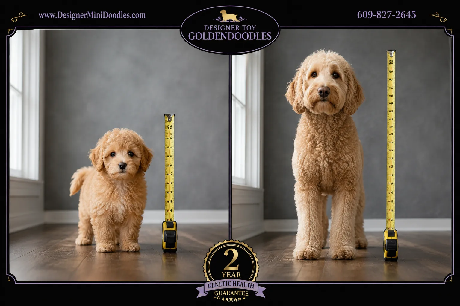 toy golden doodle for sale