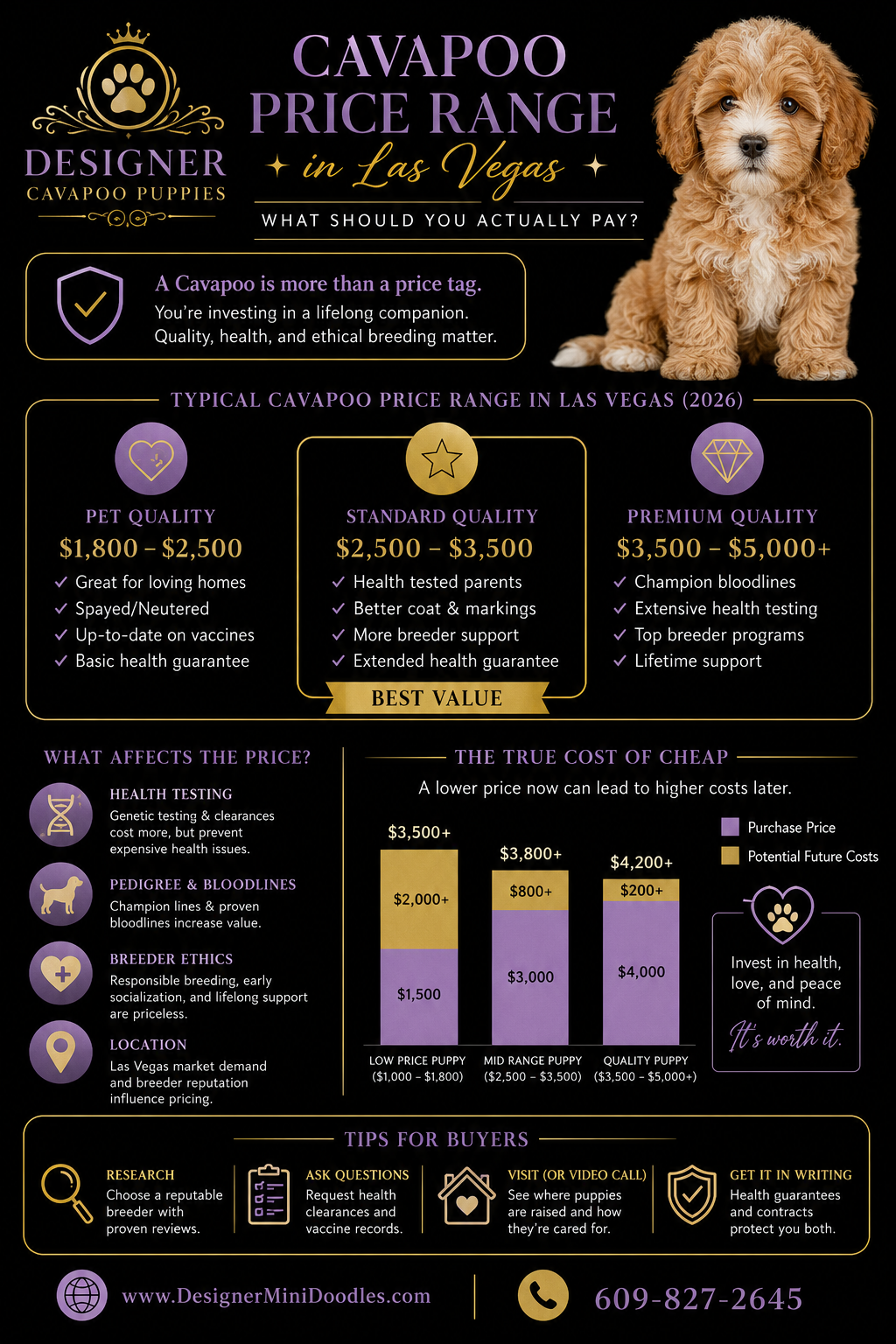 Cavapoo for sale Las Vegas