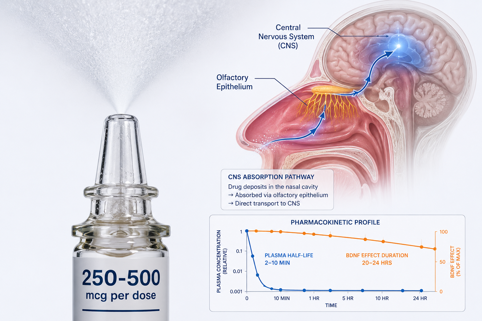 Anxiolytic Pathways: How Selank Works at the Molecular Level