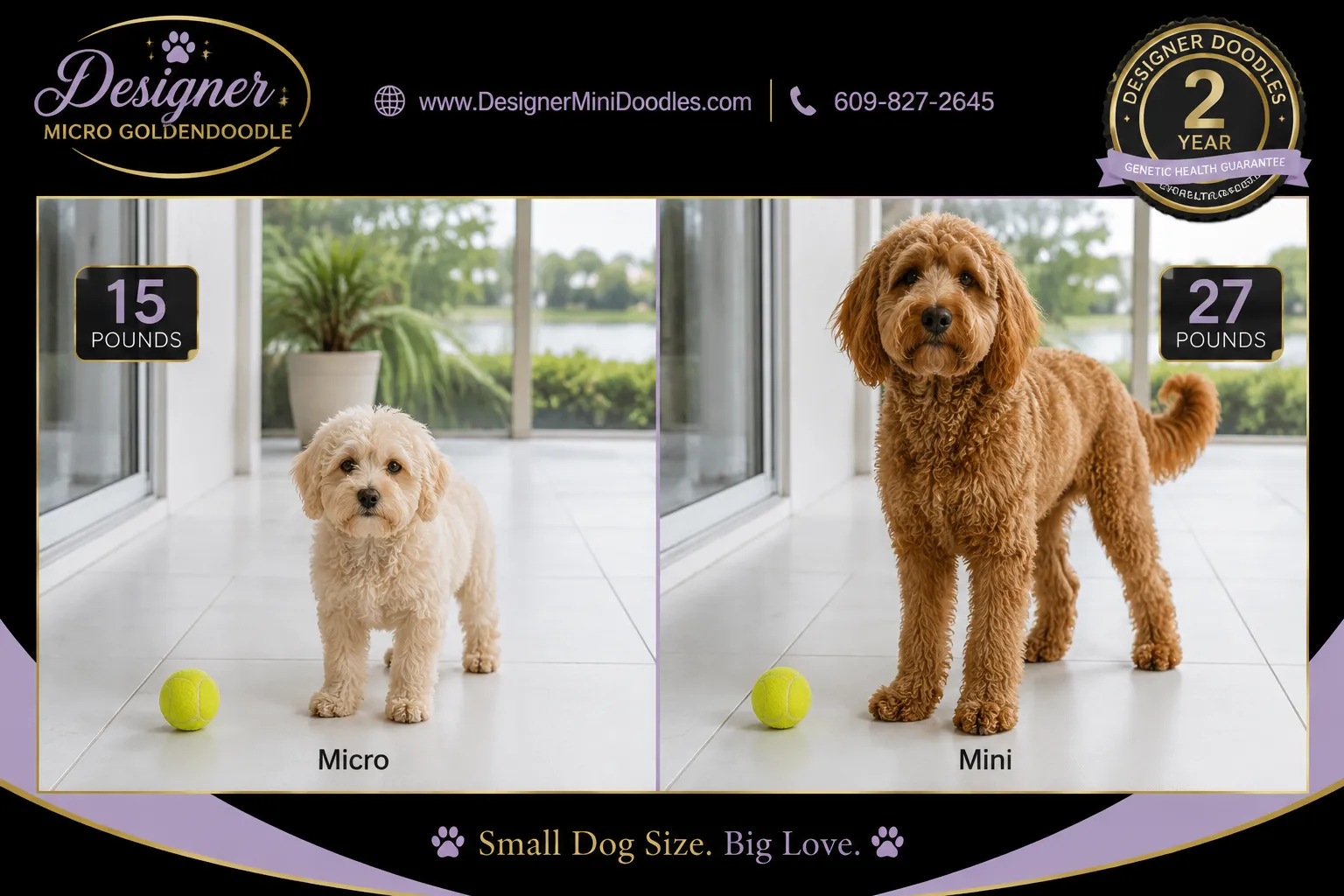 micro goldendoodle Cape Coral