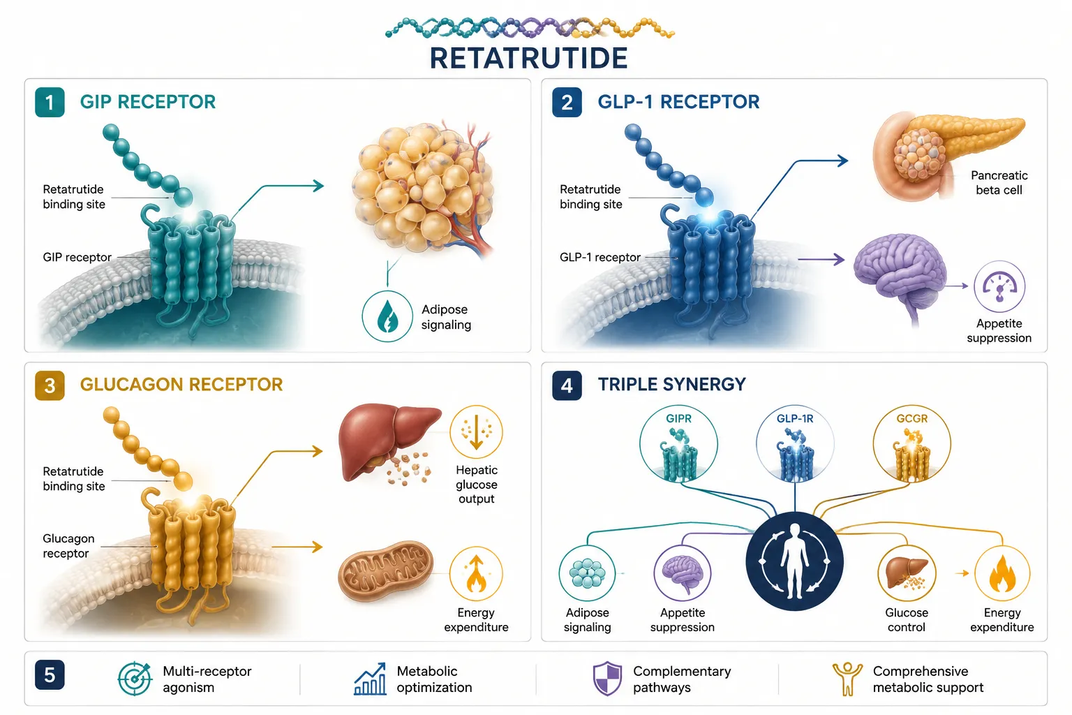 The Triple-Agonist Architecture That Redefines Incretin Science