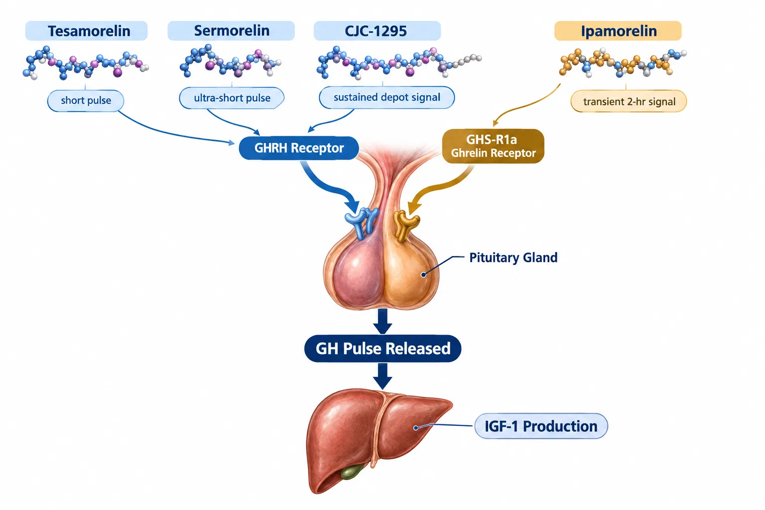Receptor-Level Intent and the Ipamorelin Distinction