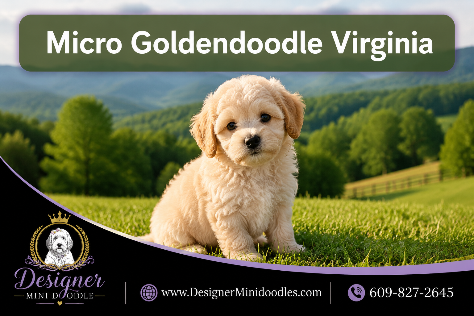 micro golden doodle Virginia