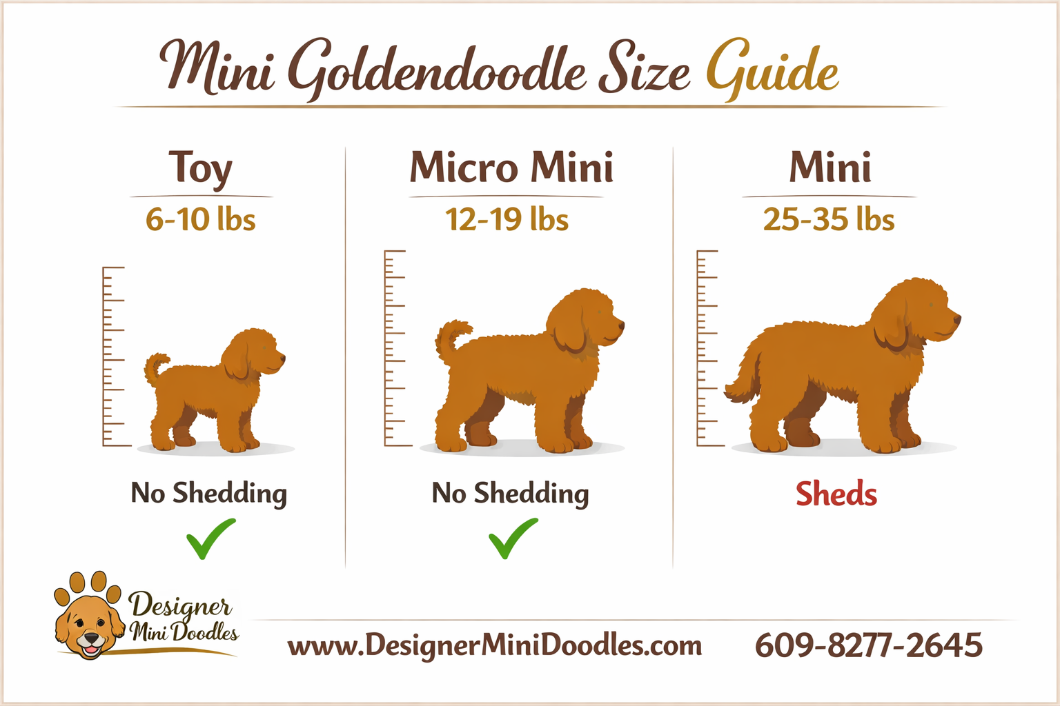 () informational graphic showing mini goldendoodle size comparison chart with three columns: Toy (6-10 lbs) with small