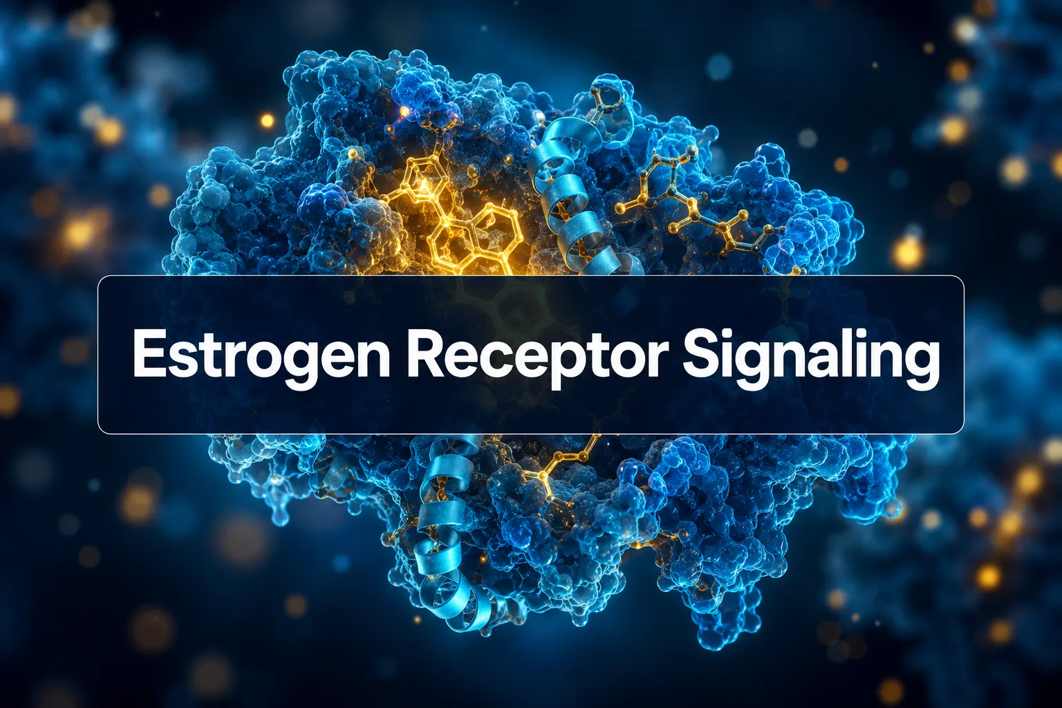 Professional () hero image with (≤42 chars): 'Estrogen Receptor Signaling' in crisp white on a deep navy semi-transparent