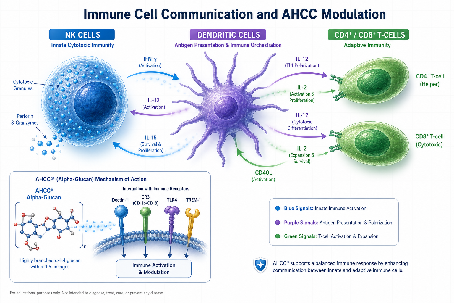 Detailed () clean medical infographic showing three immune cell types side by side: NK cells (blue, spherical with