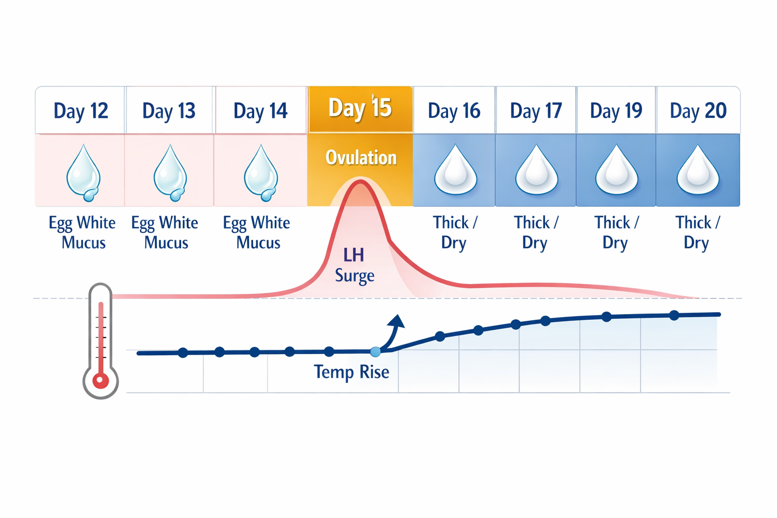 Detailed () illustration showing a day-by-day fertility timeline graphic: a horizontal calendar strip spanning days 12–20 of