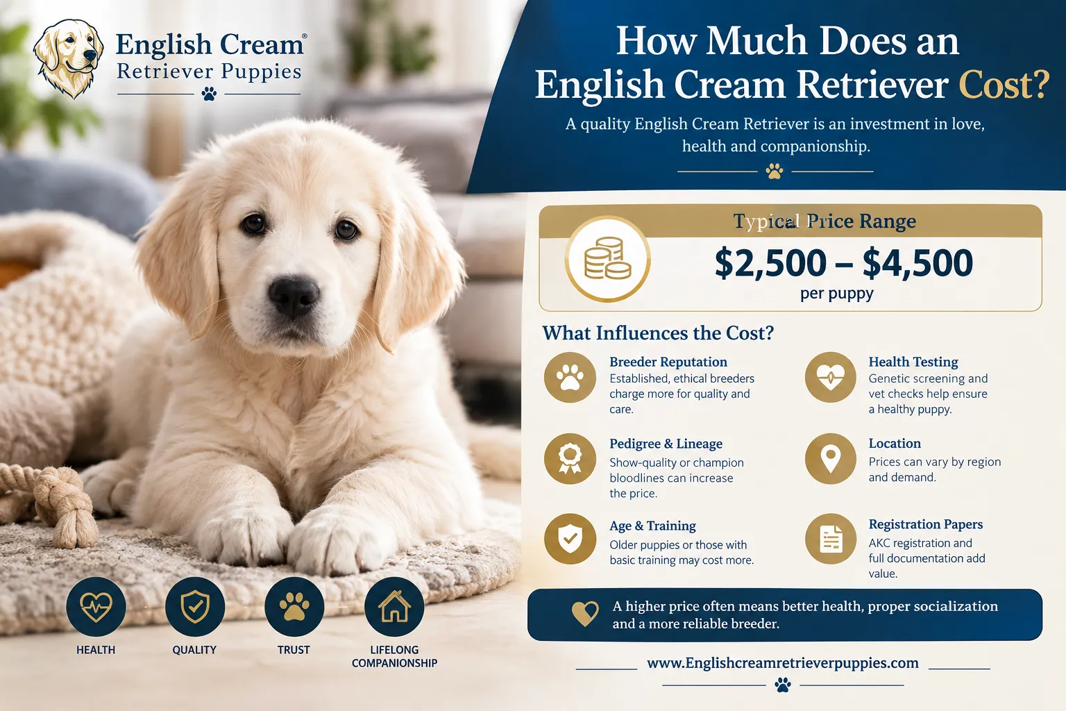 How Do the Best English Cream Retriever Breeders Start Training?