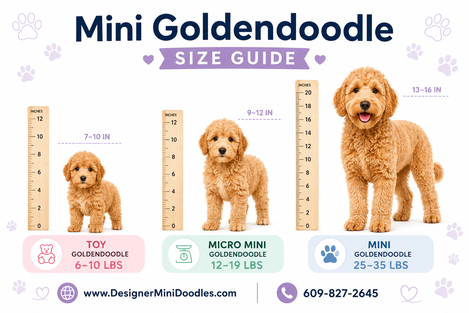 golden doodle sizes