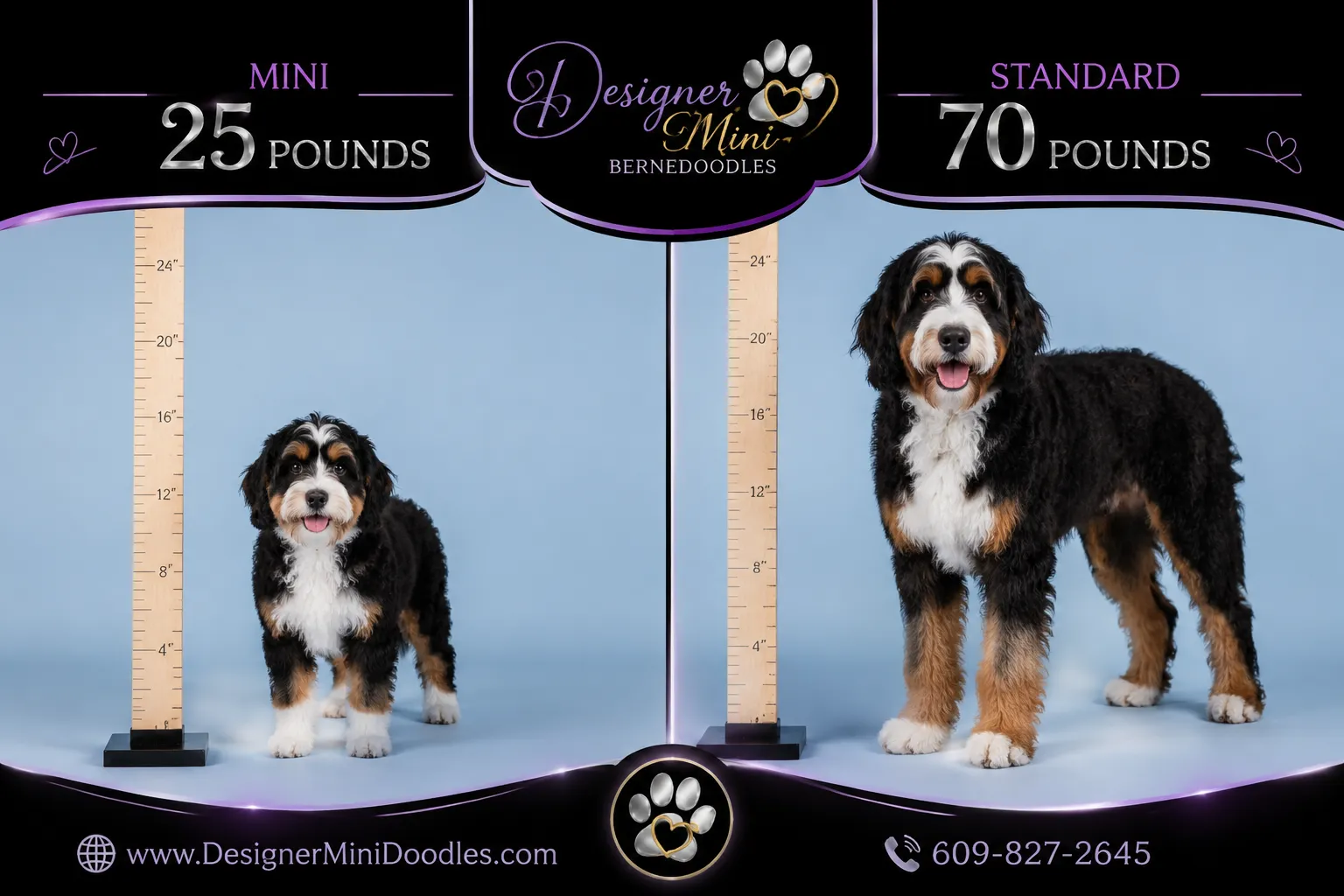 Mini bernedoodle vs bernedoodle: size and price comparison