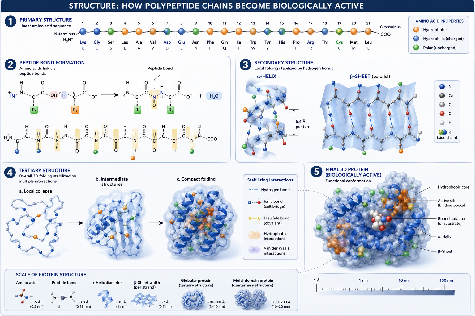 Structure: How Polypeptide Chains Become Biologically Active