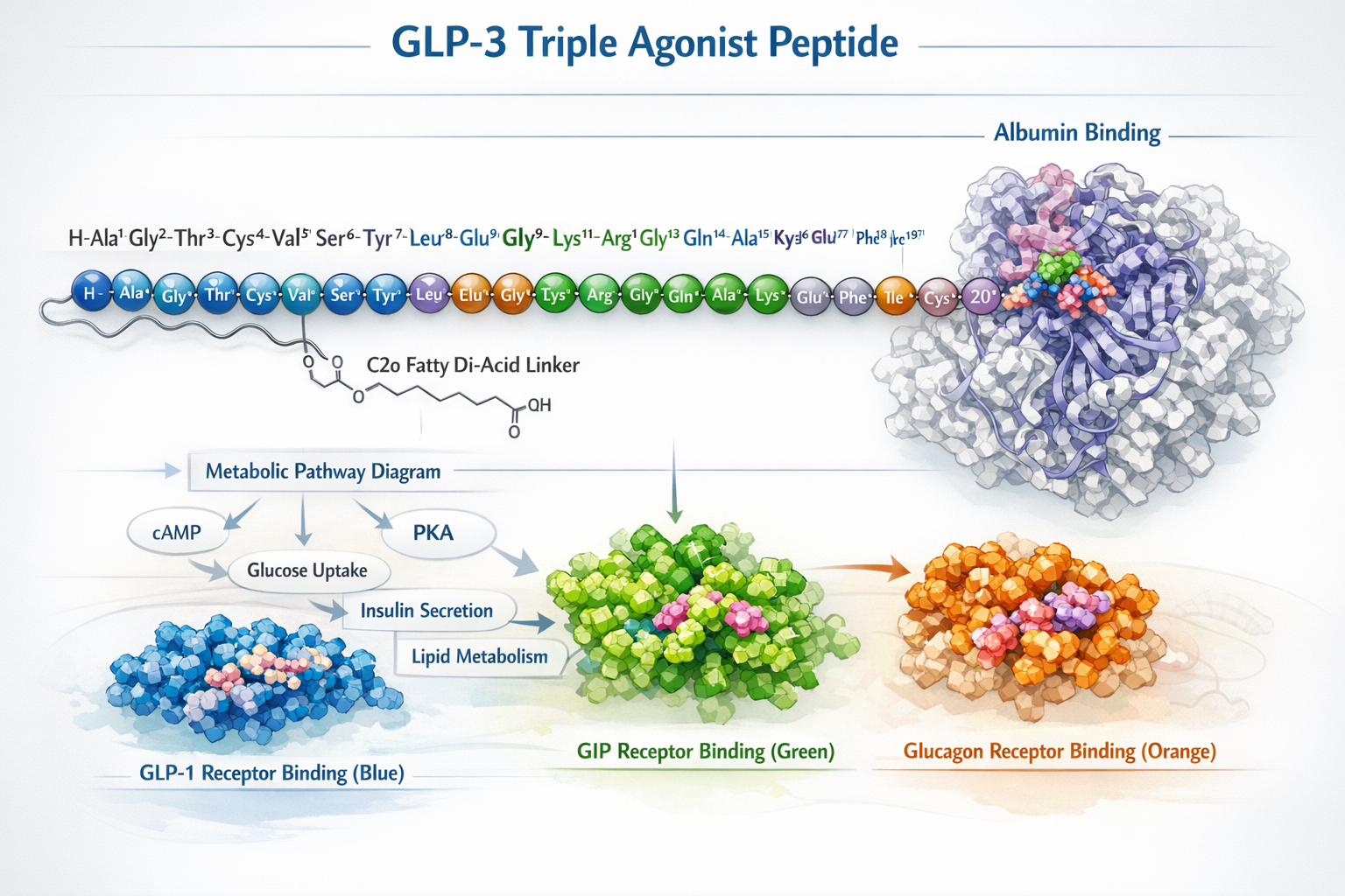 Detailed landscape format (1536x1024) illustration showing three-dimensional molecular structure of GLP-3 triple agonist peptide with labele