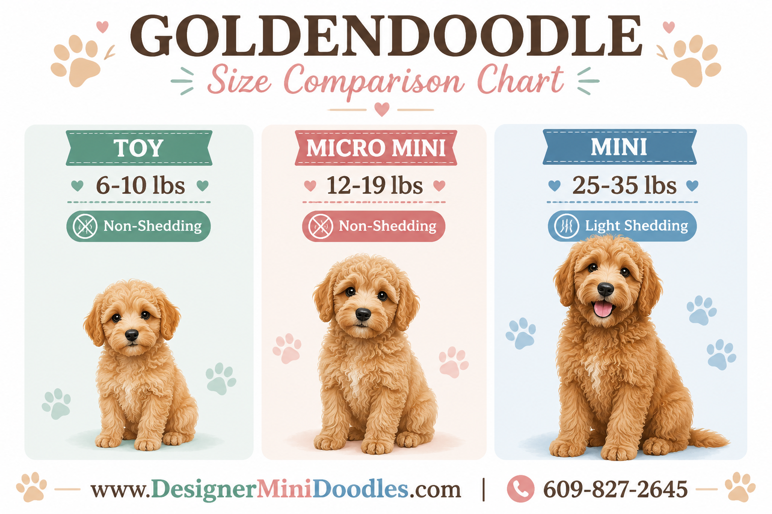 goldendoodle size comparison chart