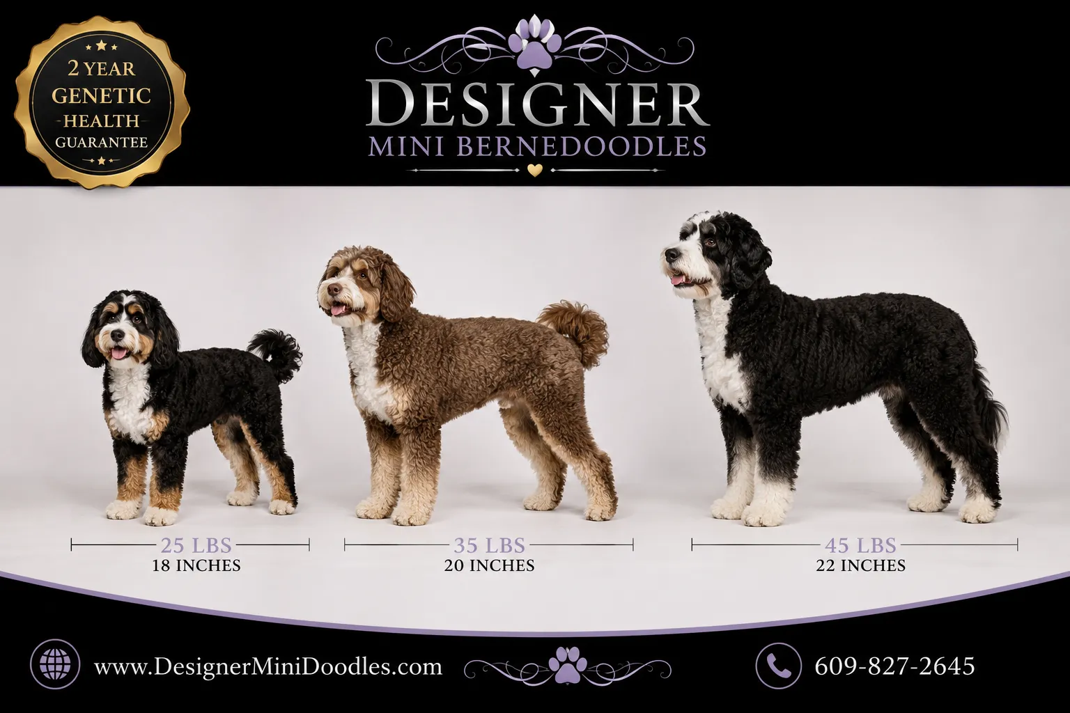 mini bernedoodle full grown size