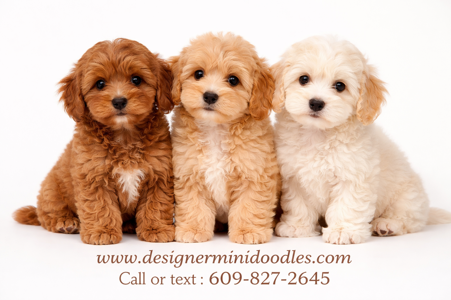 Detailed () image of three Cavapoo puppies in different coat colors - one ruby red, one apricot gold, and one cream white -